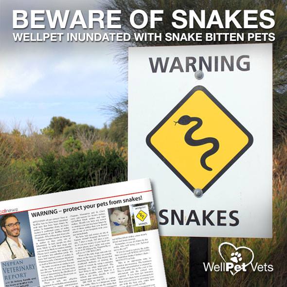 WARNING protect your pets from snakes! WellPet Vets