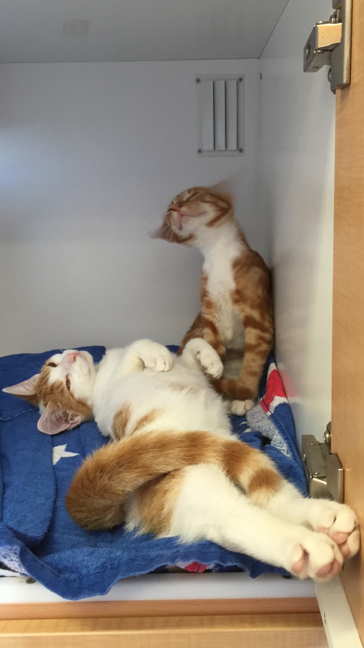 cats in a condo WellPet Vets