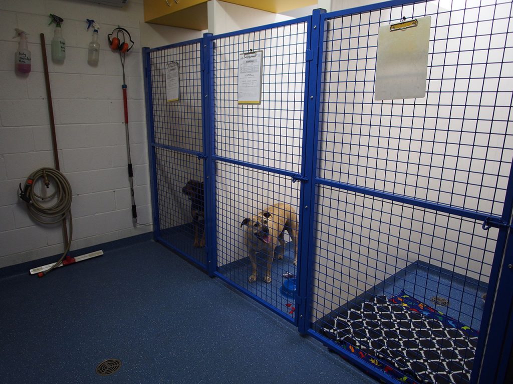 General Pet Boarding WellPet Vets