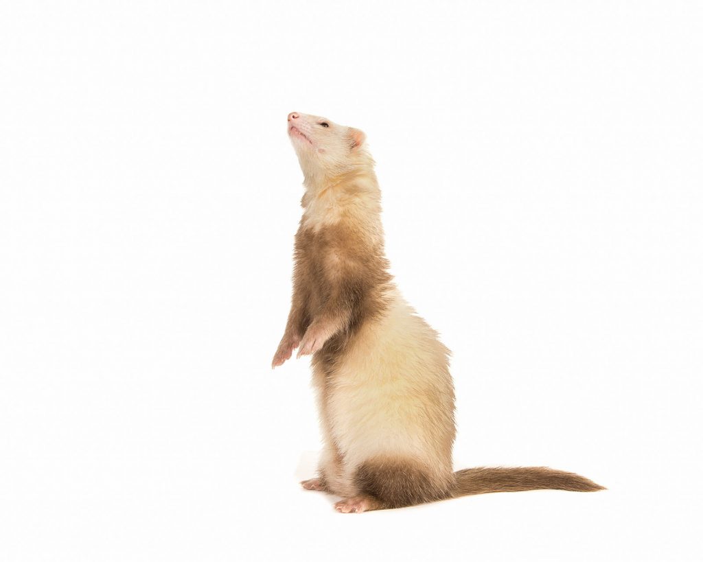 Vaccinations WellPet Vets