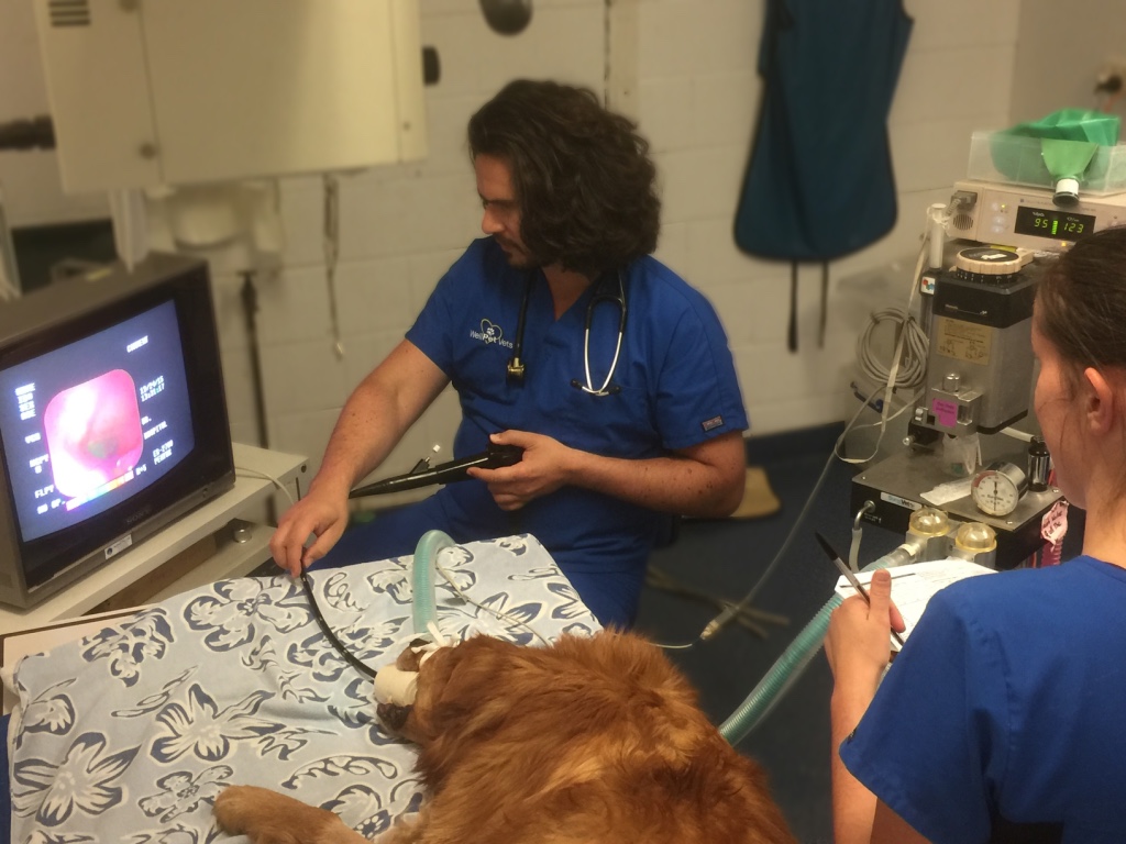 Endoscopy Dog Dr Tony WellPet Vets
