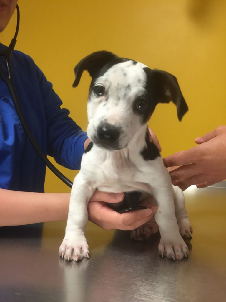 Vaccinations WellPet Vets