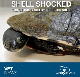 turtle veterinary care near me