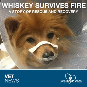 WHISKEY THE POMERANIAN SURVIVES HOUSE FIRE