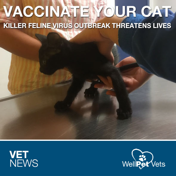 KILLER FELINE VIRUS WellPet Vets