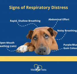 Respiratory Emergencies