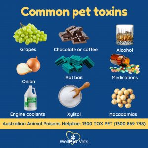 Pets & Poisons