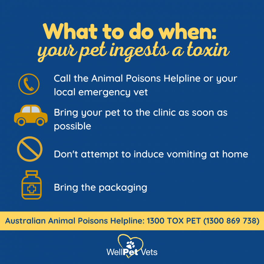 Pets & Poisons WellPet Vets