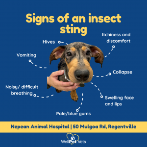 Insect Stings